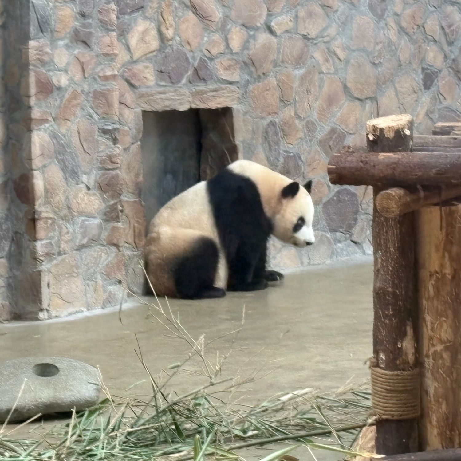 大熊猫